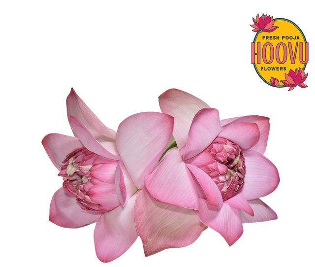Hoovu Fresh Lotus 1 pc Combo