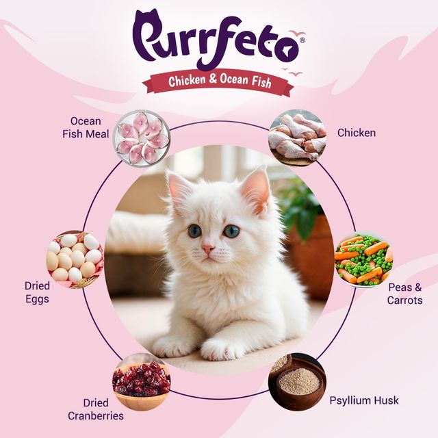 Purrfeto Dry Cat FOOD Chicken And Ocean Fish | Kitten FOOD