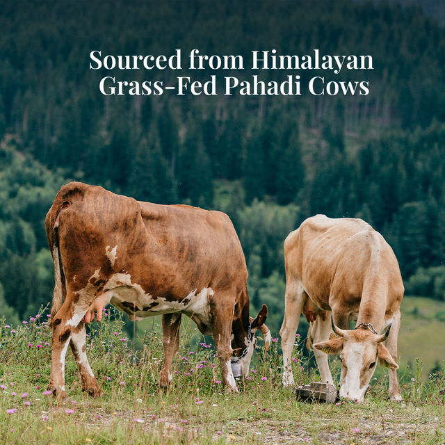 Himalayan Natives 100% Natural Pahadi Ghee | Jar
