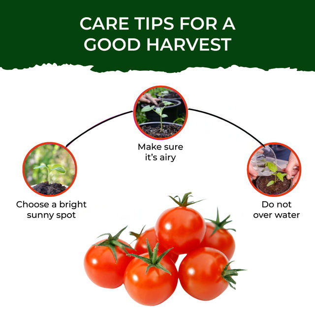 Pot And Bloom Cherry Tomato Kit 