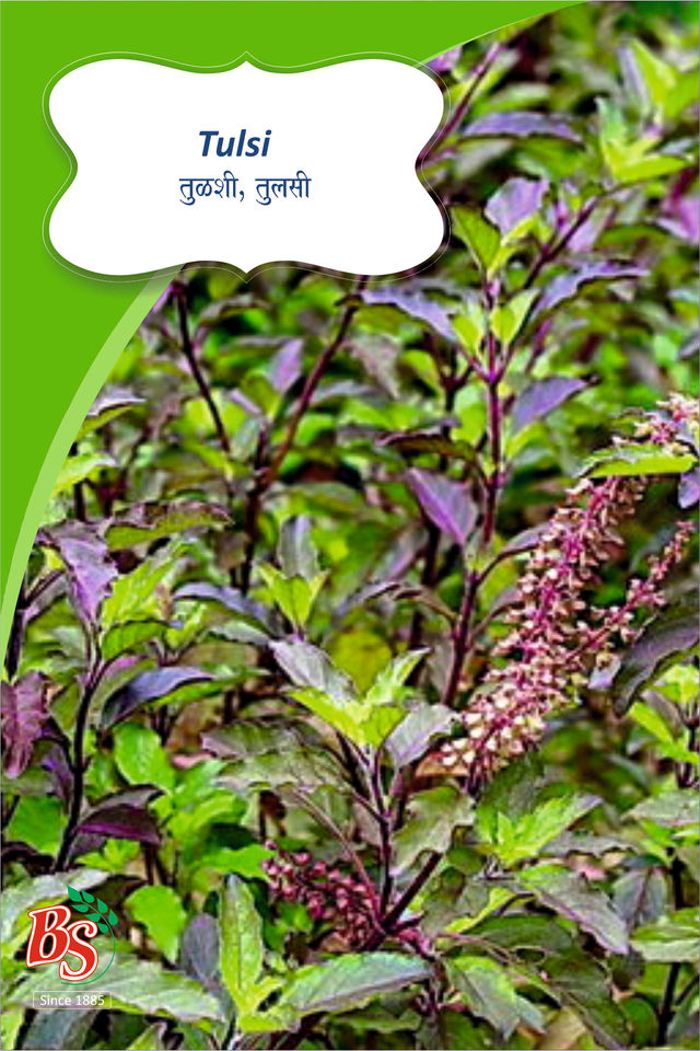 Rama Tulshi Seeds