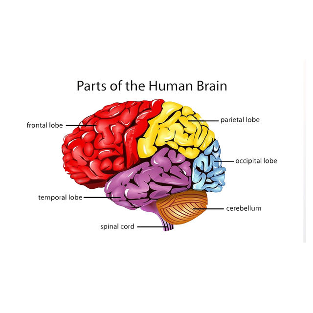 Wollzo 80 cm Parts of human brain Removable Sticker