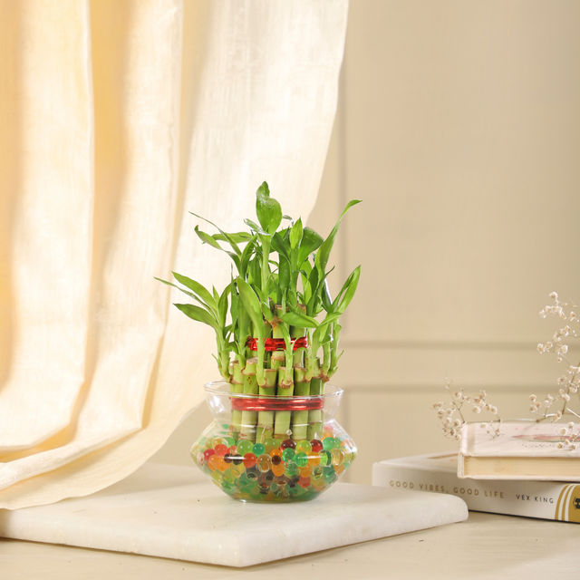 Nurturing Green - Lucky Bamboo Plant (2-layer) in Glass Pot (10cm x 8cm) | Plants for Gifting