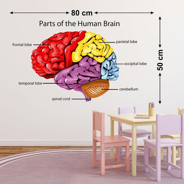 Wollzo 80 cm Parts of human brain Removable Sticker