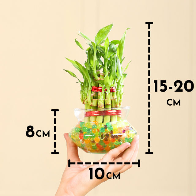Nurturing Green - Lucky Bamboo Plant (2-layer) in Glass Pot (10cm x 8cm) | Plants for Gifting