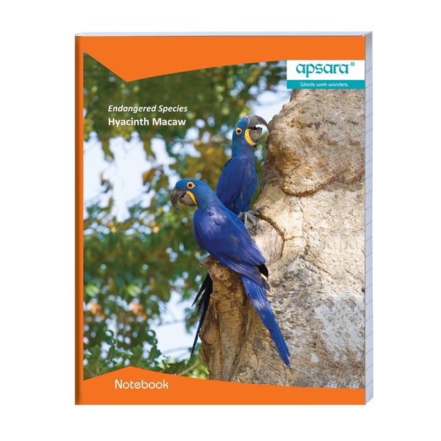 Apsara Kingsize Single Line Notebook | 24 Cm x 18 Cm Approx | Pages - 171 | Assorted