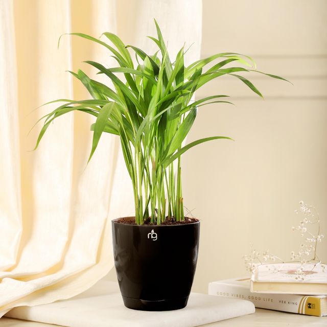 Nurturing Green - Self Watering Pot | Set of 1 | Black | Size: 11.5cm x 11cm | Plastic Flower Pots 1 pc X 2 Combo