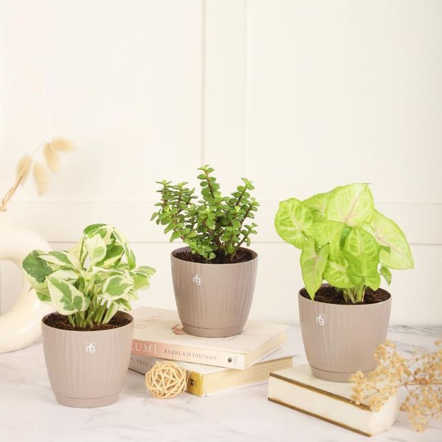 Nurturing Green - Self Watering Pot | Set of 1 | Mocha | Size: 9.5cm x 8.5cm | Plastic Flower Pots
