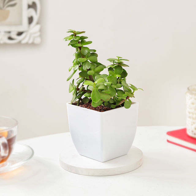 IGP Alluring Jade Plant