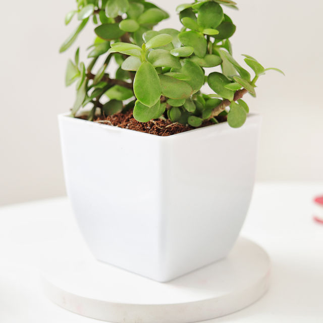 IGP Alluring Jade Plant
