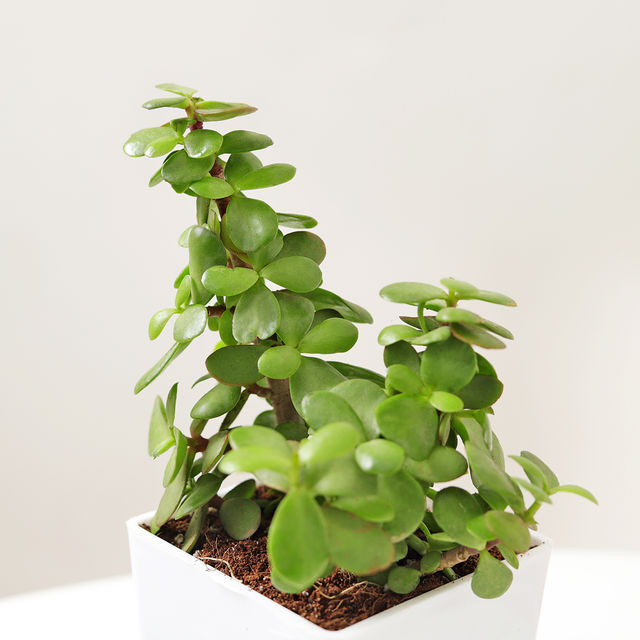 IGP Alluring Jade Plant