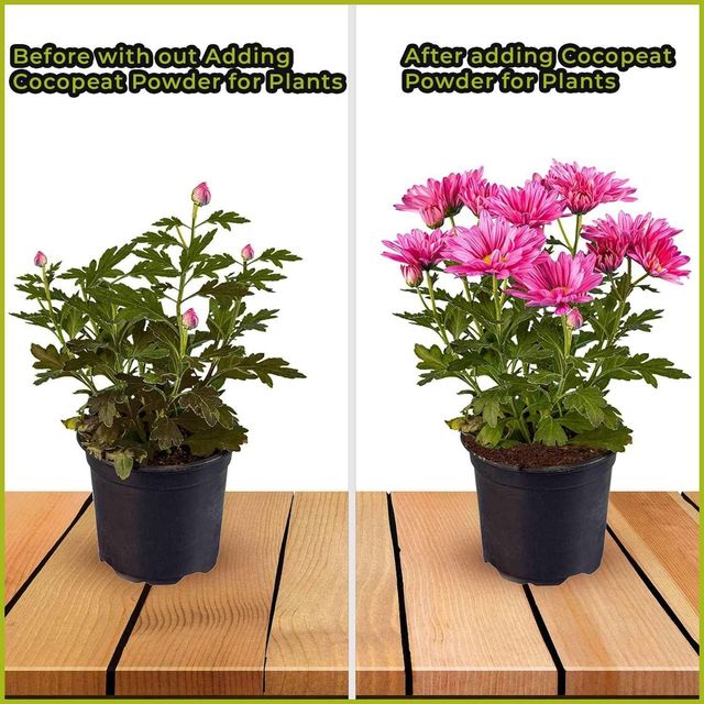 GARDENS COIR - Cocopeat Block (Expands upto 75 LTR, 10.5 x 15 cm) Home Gardening