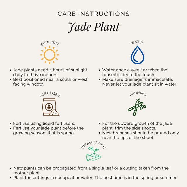 Rooted Jade Plant in Ivory Self-Watering Pot