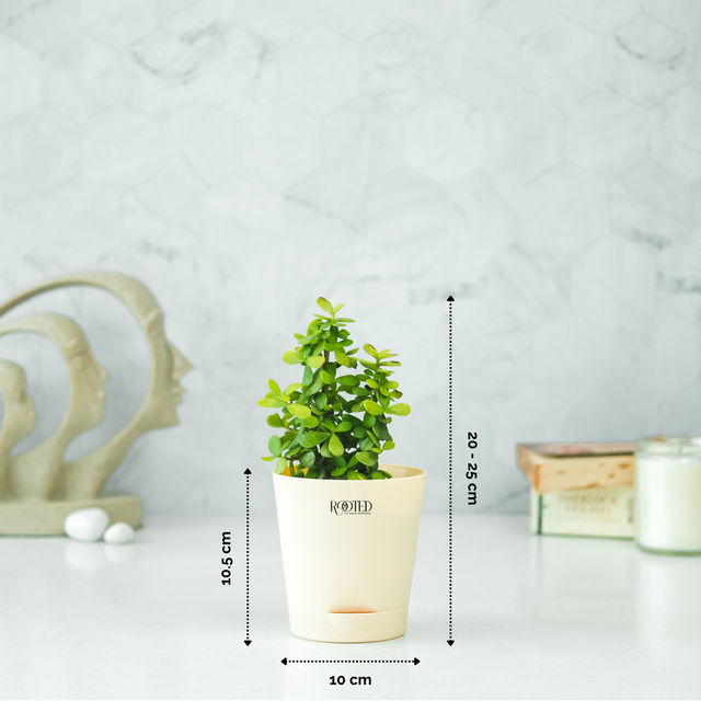 Rooted Jade Plant in Ivory Self-Watering Pot