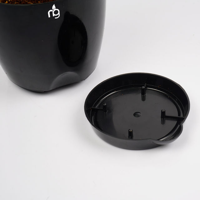 Nurturing Green - Jade Plant in Self Watering Pot (Black, 11.5cm x 11cm) | Lucky Plant Gift