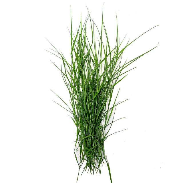 Durva Grass/Doob Grass