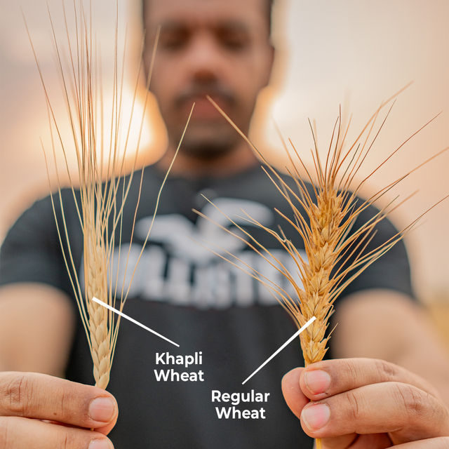 Rosier FOODs Stoneground Organic Khapli Wheat Atta