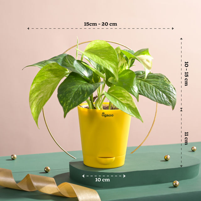 Ugaoo Good Luck Money Plant Variegated with Self Watering Pot 1 pc Combo