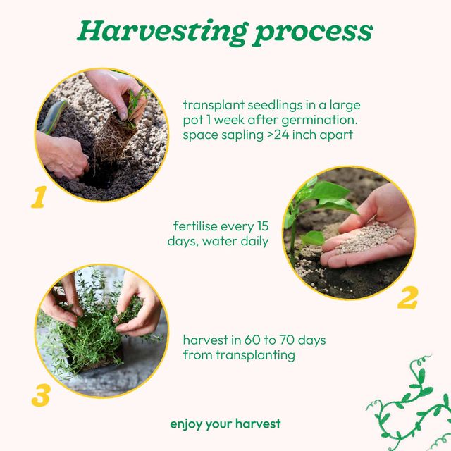 Ugaoo Thyme Seeds