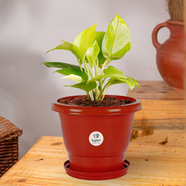 Kyari Terracotta Tray | 7 Inch | Pack of 5 | Garden Accessory