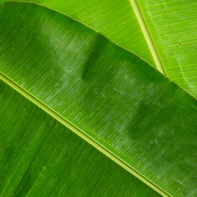 Banana Leaves
