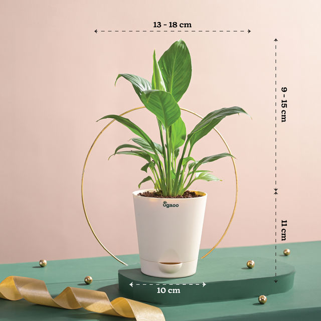 Ugaoo Air Purifying Peace Lily Plant In Self Watering Pot