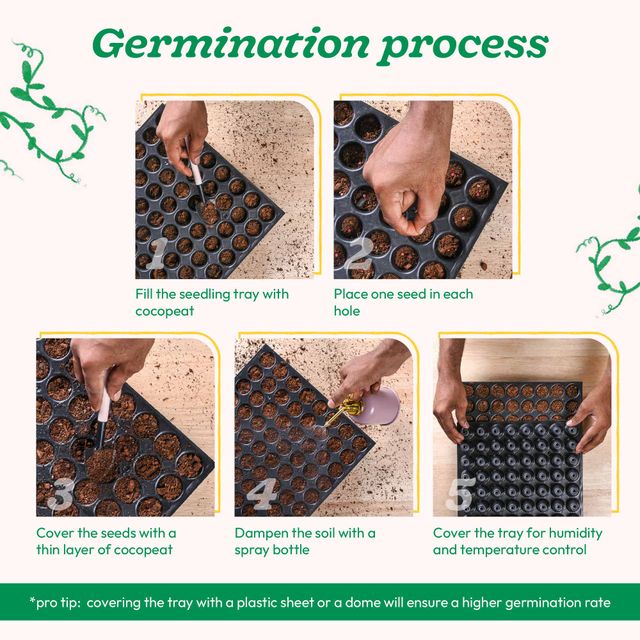 Ugaoo Thyme Seeds
