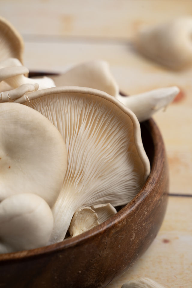 Mushroom Oyster