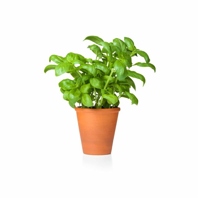 Ugaoo Italian Basil Seeds(1pc) & Ugaoo Cherry Tomato Seeds(1pc) Combo