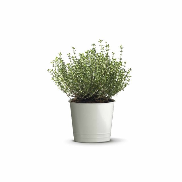 Ugaoo Thyme Seeds