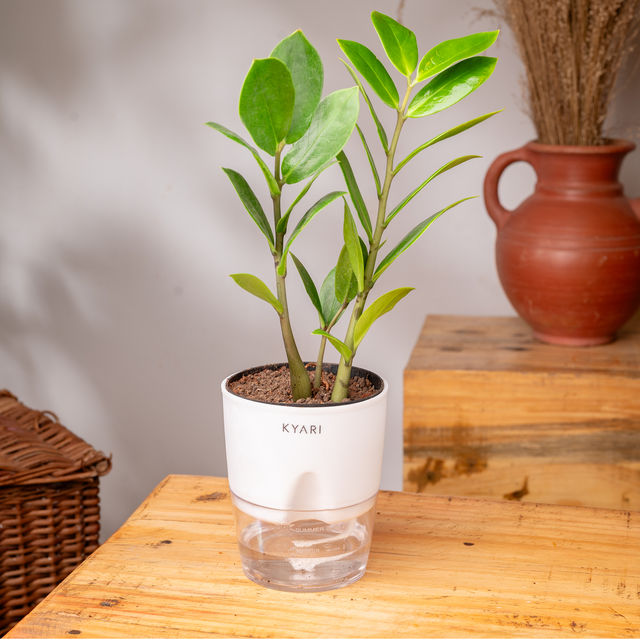 Kyari Zamioculcas Zamiifolia (ZZ) + Water 4" Pot - White - Easy Care Plant