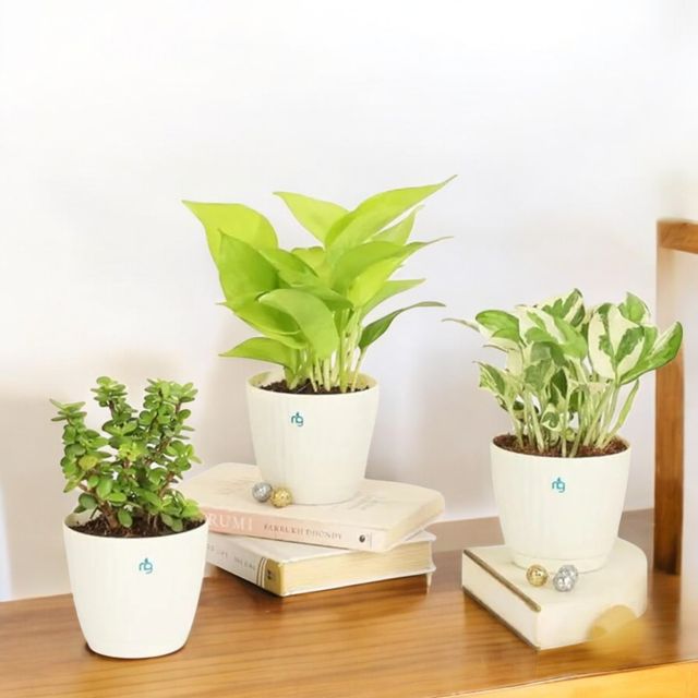 Nurturing Green - Self Watering Pots | Set of 4 | Ivory | Size: 9.5cm x 8.5cm | Plastic Flower Pots