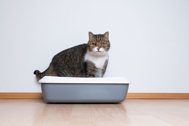 All4Pet Lavender Premium All Natural Clumping Cat Litter
