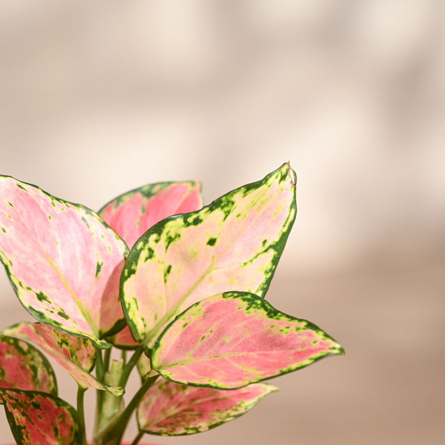 Ugaoo Aglaonema Pink Beauty Plant with Red Self Watering Pot | Decor & Gifting