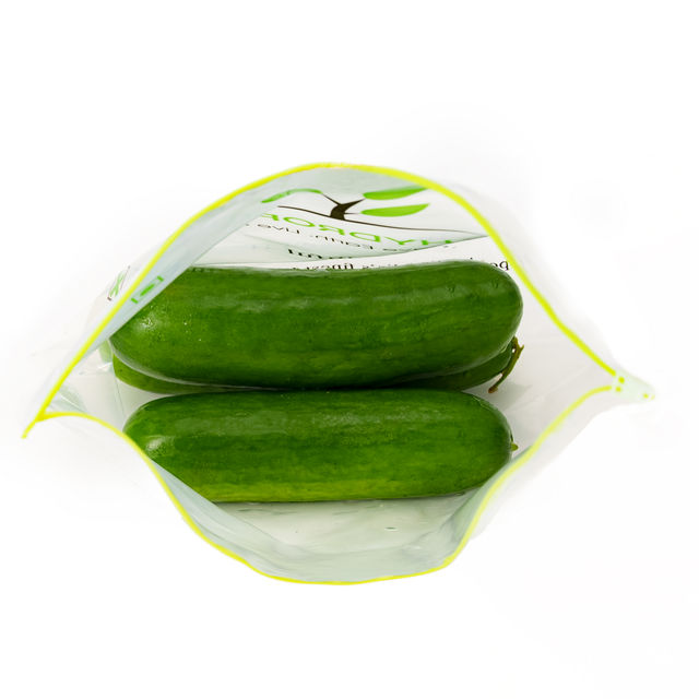Hydroponic Snacking Seedless Cucumber