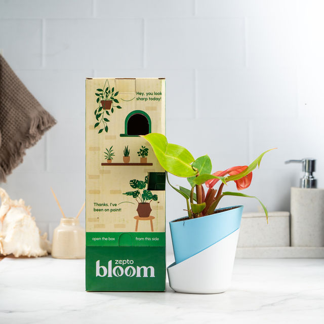 Bloom Philodendron Cherry Red | Decor & Gift