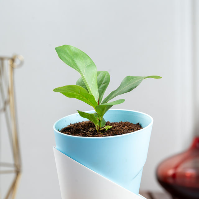 Bloom Fiddle Leaf Fig Plant