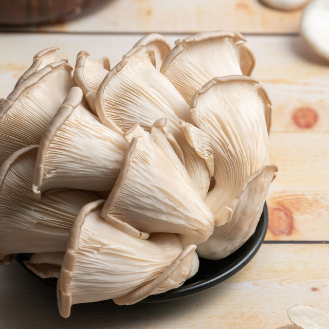 Mushroom Oyster