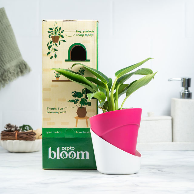 Bloom Berkin Plant | Decor & Gift