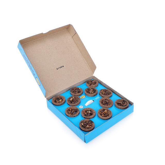 Cycle Pure Pushkarini Sambrani Cups| 12 Cups