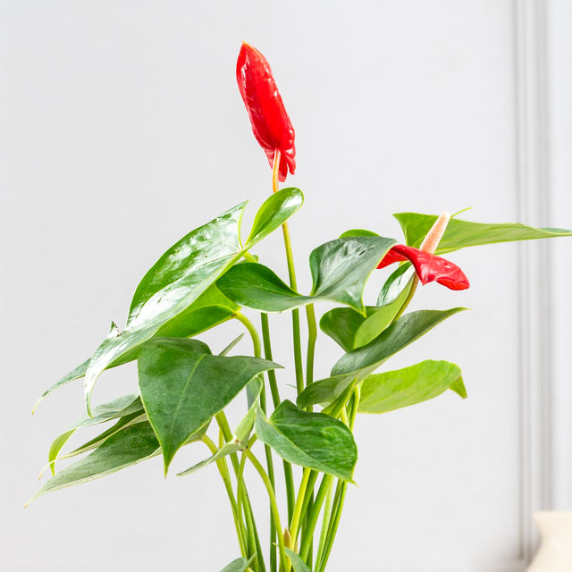 Bloom Anthurium Red Plant| Decor & Gift