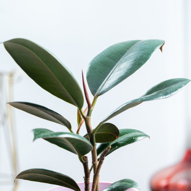 Bloom Rubber Plant