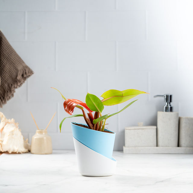 Bloom Philodendron Cherry Red | Decor & Gift