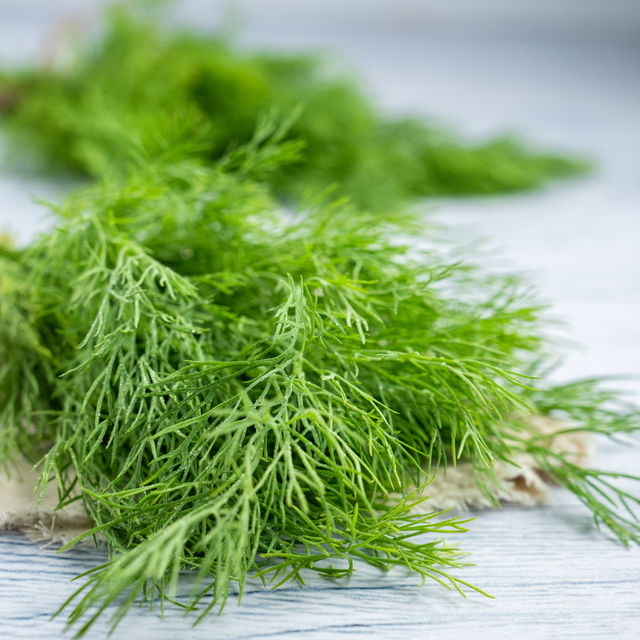 Dill Leaves (Soya Saag) - Cleaned, without roots 100 g Combo