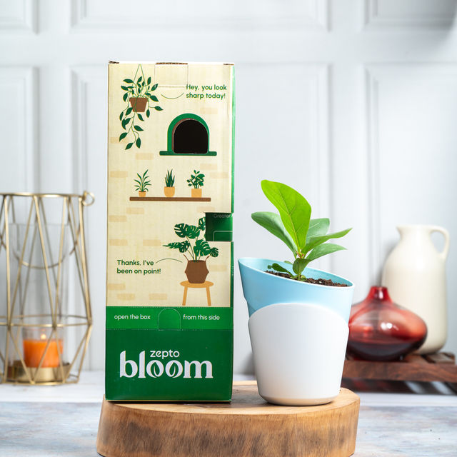 Bloom Fiddle Leaf Fig Plant