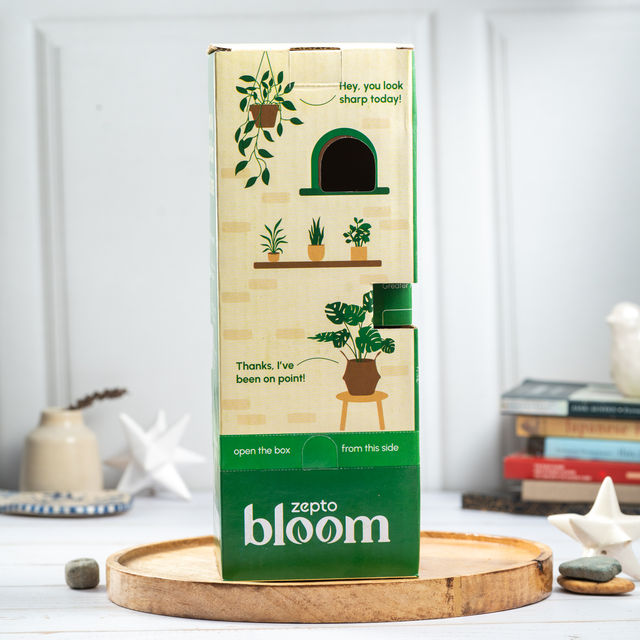 Bloom Air Purifying Peace Lily Plant