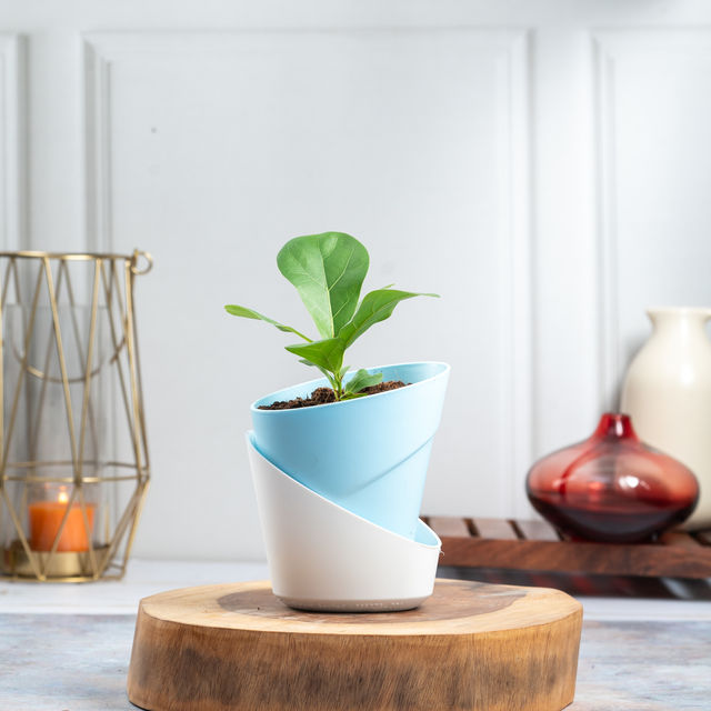 Bloom Fiddle Leaf Fig Plant