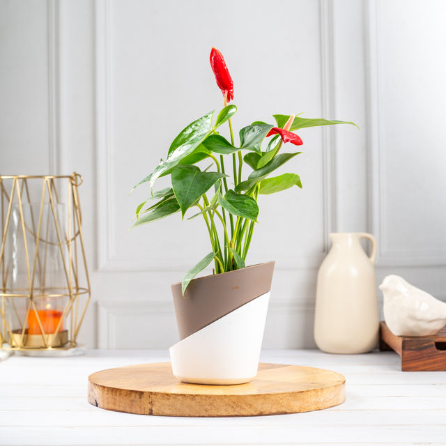Bloom Anthurium Red Plant| Decor & Gift