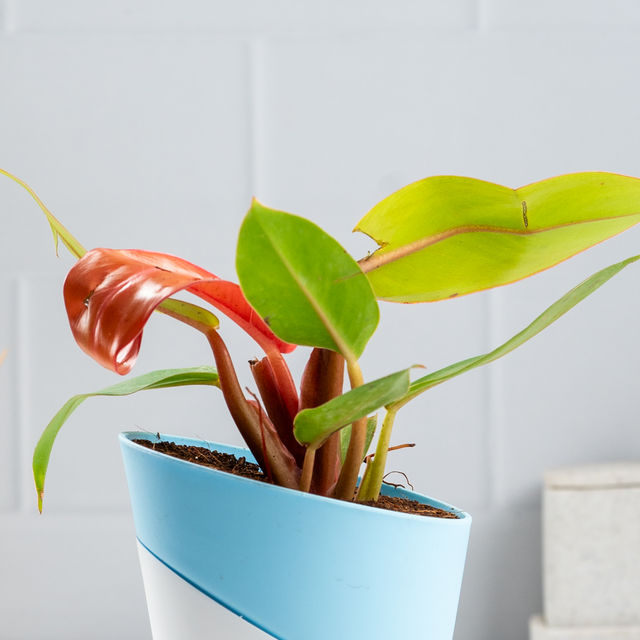 Bloom Philodendron Cherry Red | Decor & Gift