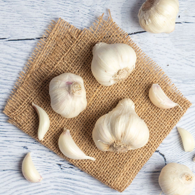 Garlic